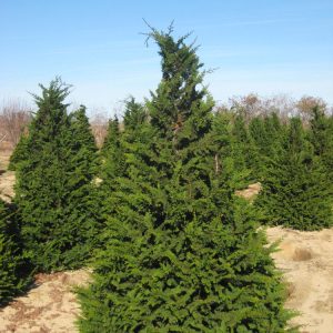 Fernspray False Cypress (Chamaecyparis obtusa 'Filicoides') - 3 gallon 30"