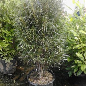 Fine Line® Buckthorn (Rhamnus frangula 'Ron Williams') - 3 gallon 24"