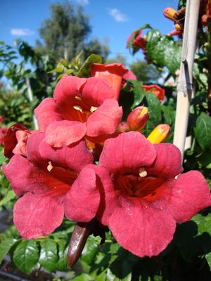 First Editions® Atomic Red™ Trumpet Vine (Campsis radicans 'Atomic Red') - 2 gallon