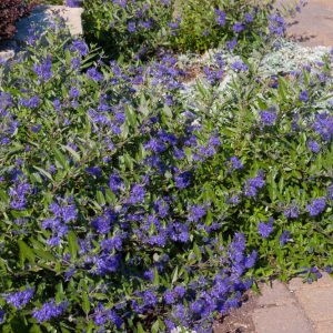 First Editions® Sapphire Surf™ Bluebeard (Caryopteris x clandonensis ‘Sapphire Surf (Blauer Splatz)) - 2 gallon
