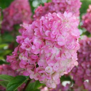 First Editions® Strawberry Sundae® Hydrangea (Hydrangea paniculata ‘Rensun’) - 2 gallon