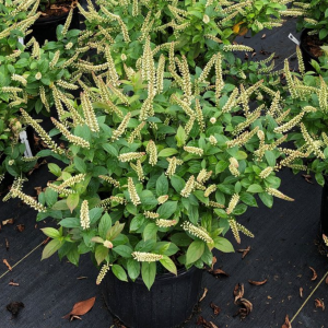 Fizzy Mizzy® Sweetspire (Itea fizzy 'Mizzy') - 3 gallon
