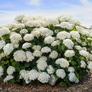 FlowerFull® Smooth Hydrangea (Hydrangea arborescens 'Flowerfull') - 3 gallon
