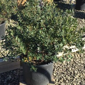 Forever Emerald™ Inkberry (Ilex glabra 'Forever Emerald') - 3 gallon 15"
