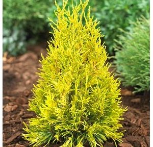 Forever Goldy Arborvitae (Thuja plicata '4Ever Goldy') - 3 gallon 15"