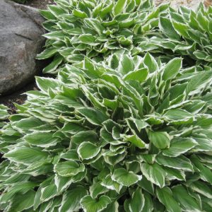 Francee Plantain Lily (Hosta francee 'Francee') - 1 gallon