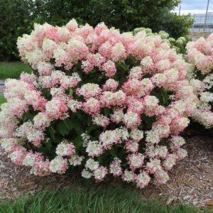 French Manicure™ Hydrangea Paniculata (Hydrangea paniculata 'Bailpantwo' ) - 3 gallon