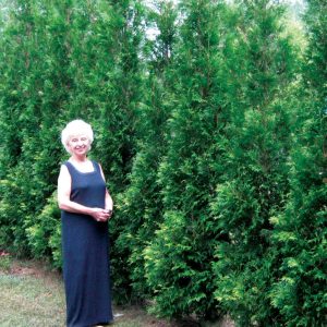 Full Speed A Hedge® American Pillar Arborvitae (Thuja occidentalis 'American Pillar') - 3 gallon 42"