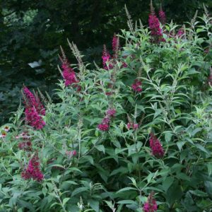 Funky Fuschia™ Butterfly Bush (Buddleia funky 'Fuchsia') - 2 gallon