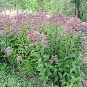 Gateway Joe-Pye Weed (Eupatorium maculatum 'Gateway') - 2 gallon