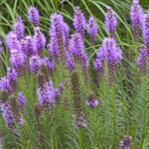 Gay Feather/Blazing Star (Liatris spicata) - 1 gallon