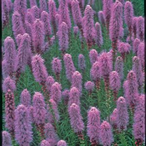 Gayfeather (Liatris kobold) - 1 gallon