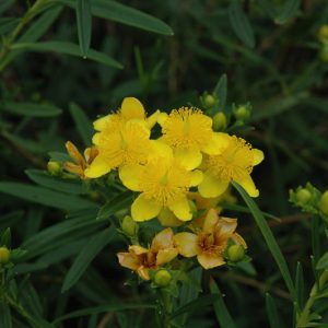 Gemo St. Johnswort (Hypericum kalmianum 'Gemo') - 2 gallon 10"