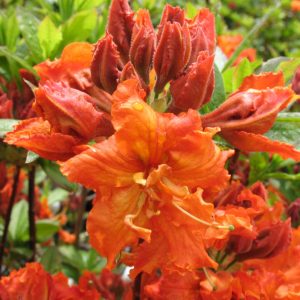 Gibraltar Azalea (Azalea 'Exbury Gibraltar') - 3 gallon 15"