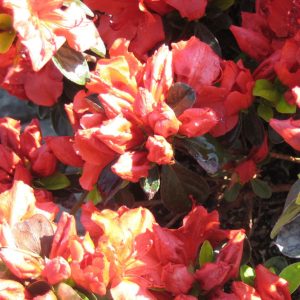Girard’s Crimson Azalea (Azalea x 'Girard Crimson') - 3 gallon 15"