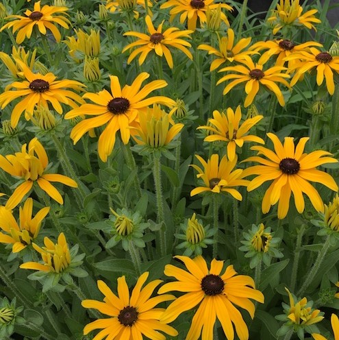 Glitters LIke Gold Black Eyed Susan (Rudbeckia x 'Glitters Like Gold') - 1 gallon