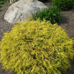 Gold Mop Cypress (Chamaecyparis pisifera 'Mops') - 2 gallon 12"