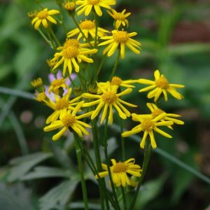 Golden Groundsel (Packera aurea) - 1 gallon