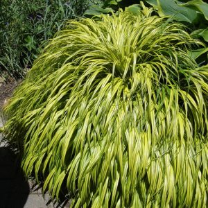 Golden Variegated Japanese Forest Grass (Hakonechloa macra 'Aureola') - 1 gallon
