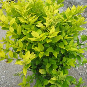 Golden Vicary Privet (Ligustrum x vicary 'Vicaryi') - 1 gallon 6"