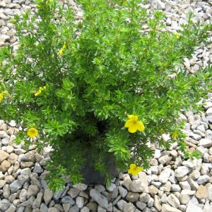 Goldfinger Cinquefoil (Potentilla fruticosa 'Goldfinger') - 2 gallon 10"