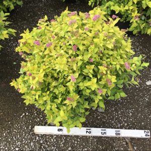 Goldmound Spirea (Spiraea japonica 'Goldmound') - 3 gallon 15"