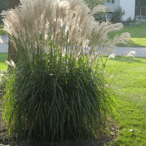 Gracillimus Maiden Grass (Miscanthus sinensis 'Gracillimus') - 1 gallon