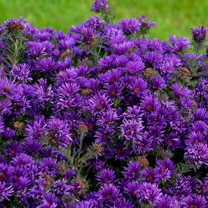 Grape Crush New England Aster (Aster grape 'Crush') - 1 gallon
