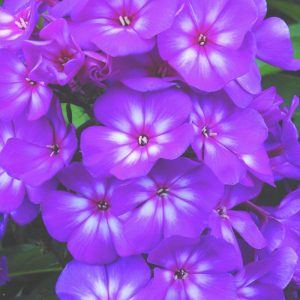 Grape Lollipop™ Phlox (Phlox paniculata 'Ditomsur') - 1 gallon