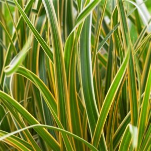 Grass Carex EverColor® Everglow (Carex 'Carex Everglow') - 1 gallon