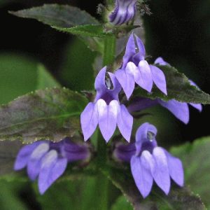 Great Blue Lobelia (Lobelia siphilitica) - 1 gallon
