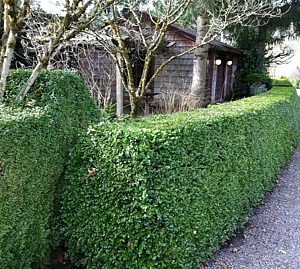 Green Beauty Boxwood (Buxus microphylla 'Green Beauty') - 3 gallon 12"