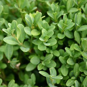 Green Gem Boxwood (Buxus microphylla 'Green Gem') - 3 gallon 12"