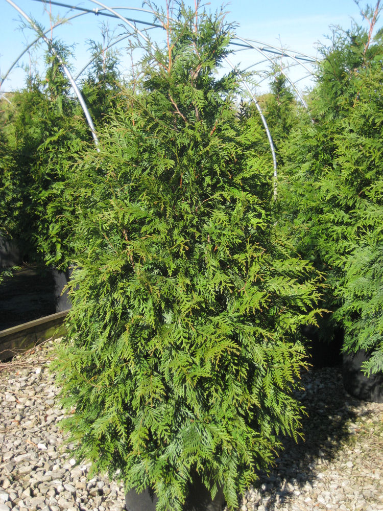 Green Giant Arborvitae (Thuja plicata 'Green Giant') - 1 gallon 24"