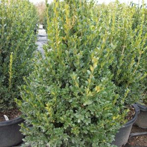 Green Mountain Boxwood (Buxus microphylla 'Green Mountain') - 3 gallon 24"