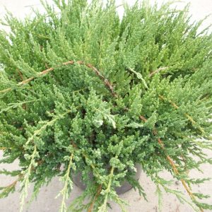 Green Sargent Juniper (Juniperus chinensis 'Sargentii') - 3 gallon 15"