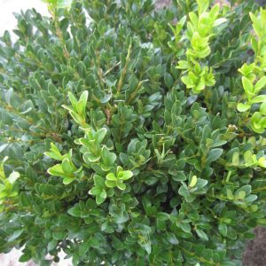 Green Velvet Boxwood (Buxus microphylla 'Green Velvet') - 2 gallon 12"
