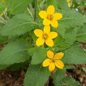 Green and Gold (Chrysogonum virginianum) - 1 gallon