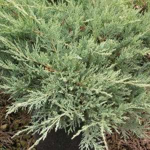 Grey Owl Juniper (Juniperus virginiana 'Grey Owl') - 3 gallon 15"