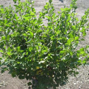 Gro-Low Fragrant Sumac (Rhus aromatica 'Gro-Low') - 3 gallon 15"
