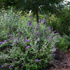 Groovy Grape™ Butterfly Bush (Buddleia ‘Groovy Grape') - 2 gallon