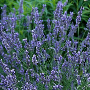 Grosso Lavender (Lavandula x intermedia 'Grosso') - half gallon