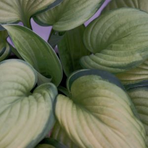 Guacamole Plantain Lily (Hosta guacamole 'Guacamole') - 1 gallon