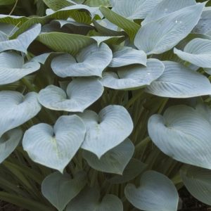 Halcyon Plantain Lily (Hosta halcyon 'Halcyon') - 1 gallon