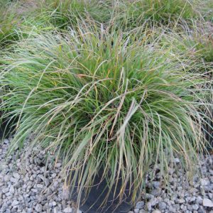 Hameln Fountain Grass (Pennisetum alopecuroides 'Hameln') - 3 gallon
