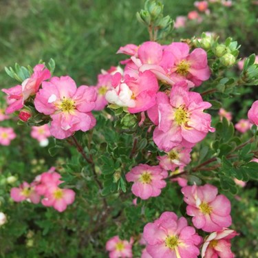 Happy Face Hearts® Potentilla (Potentilla 'Happy Face Hearts') - 2 gallon 12"
