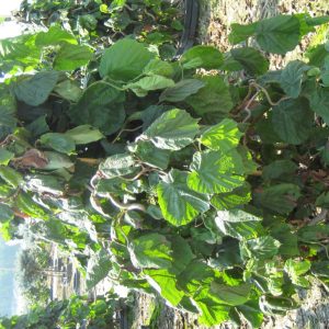 Harry Lauder's Walking Stick/Contorted Filbert (Corylus avellana 'Contorta') - 3 gallon 18"