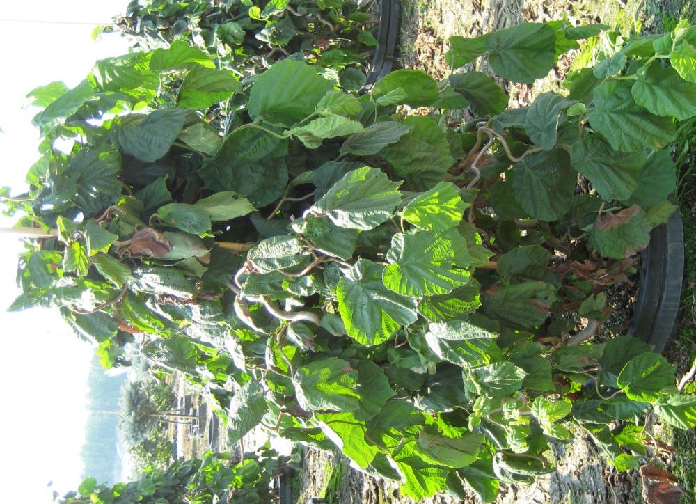 Harry Lauder's Walking Stick/Contorted Filbert (Corylus avellana 'Contorta') - 3 gallon 18"