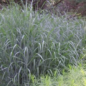 Heavy Metal Switch Grass (Panicum virgatum 'Heavy Metal') - 3 gallon