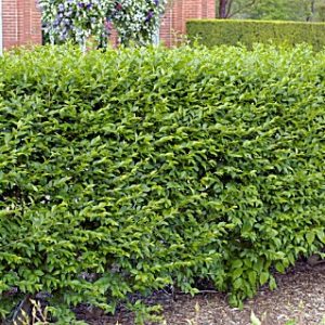 Hedge Privet (Ligustrum x ibolium) - 2 gallon 15"